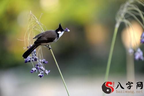 梦见自己变成鸟