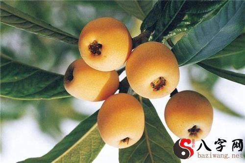 梦见摘了好多枇杷