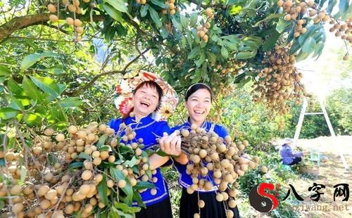 梦见树上摘果子