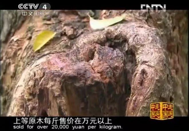 赛博体育CCTV：男子18万收了800斤黄花梨现在1100万都不卖市价16万一斤(图3)