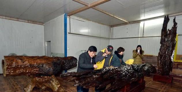 赛博体育家中6吨木料准备当柴烧男子低价购买放在仓库8年后价值千万(图6)