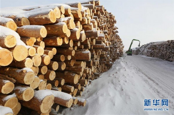 俄罗斯著名北方针叶林木材生产地（高清组图）赛博体育(图2)