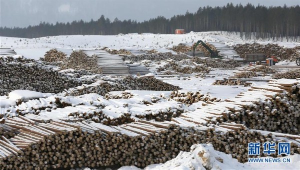 俄罗斯著名北方针叶林木材生产地（高清组图）赛博体育(图5)