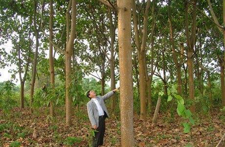 赛博体育农村有种树重量不足普通树木的6分之一却是各个行业的稀缺木材(图2)