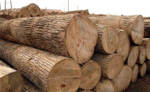 全球最贵木材1公斤上万元不识货拿它当柴烧快赛博体育看看你家有没有(图1)