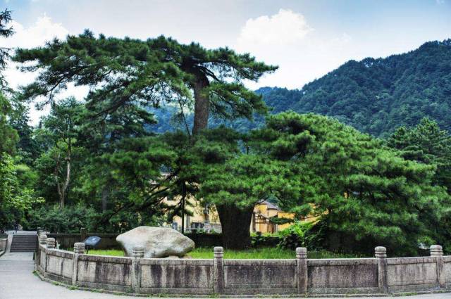赛博体育中国公认的9种古树名木(图4)