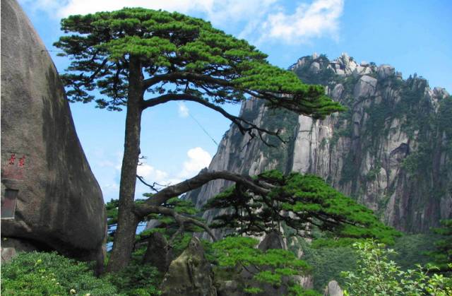 赛博体育中国公认的9种古树名木(图5)