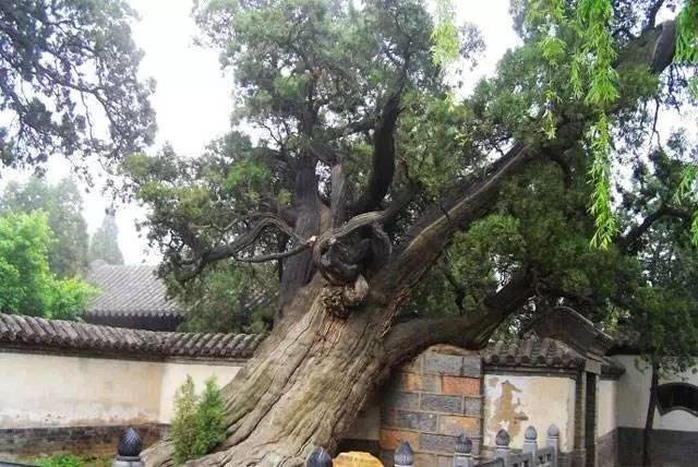 赛博体育中国公认的9种古树名木(图2)
