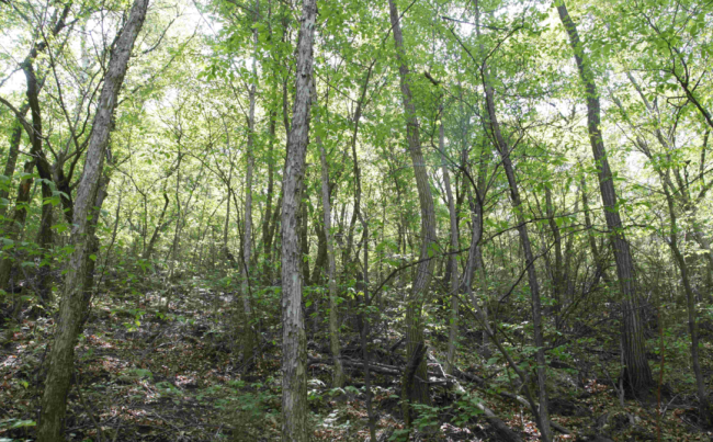 延庆发现野生铁木种群：称为“自然界铁臂阿童木”(图1)