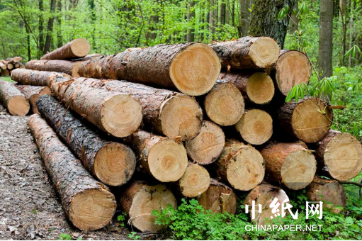 澳洲木材进口增长253% 原木仅有211m(图1)