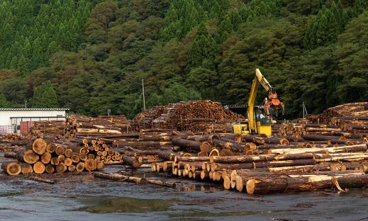 日媒：中国量购买日本山林 对华出口木材激增40%(图1)